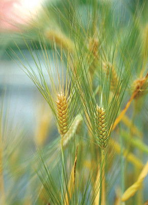 绿色田野中的丰饶 玉米与自然农业的交融