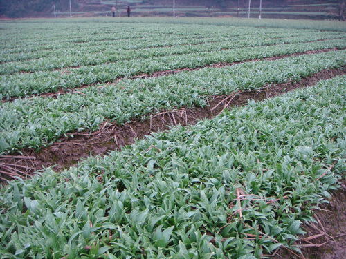 重庆城口太白贝母与贝母蒸梨的传说