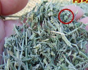 透骨草 从田间杂草到中药瑰宝的谷类作物