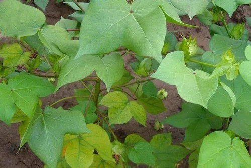 氮磷钾 谷类作物施肥的科学之道