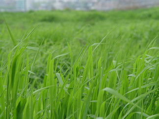 禾本科杂草免费高清图片下载指南——千图网第7页精选