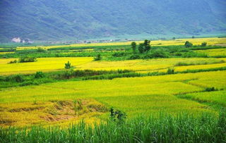 禾下乘凉梦，仓廪实而知荣光 14亿中国人的粮食安全密码
